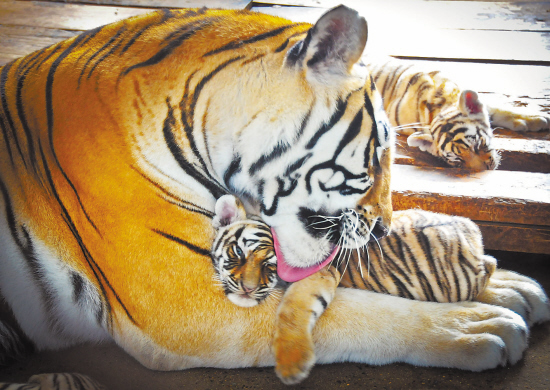 東北虎林園兩個月降生50只東北虎