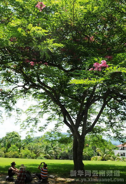 西雙版納全力保護北回歸線唯一綠洲