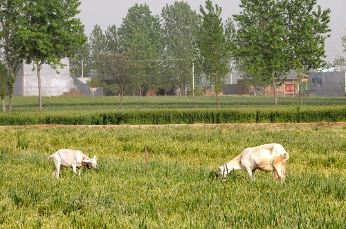 河南南陽發生“毀麥種樹”事件 上百畝小麥被鏟
