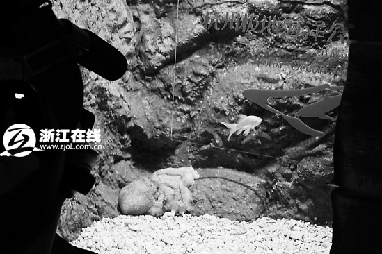 杭州極地海洋公園：“保羅帝”沒(méi)來(lái)“保羅弟”來(lái)了