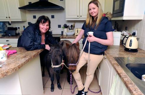 小馬被寵壞 與主人同住室內、愛看電視(組圖)