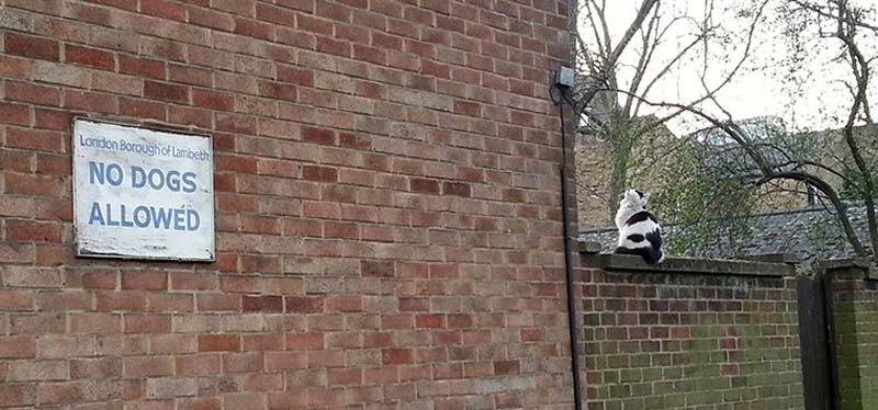 百變貓咪秀 萌呆了