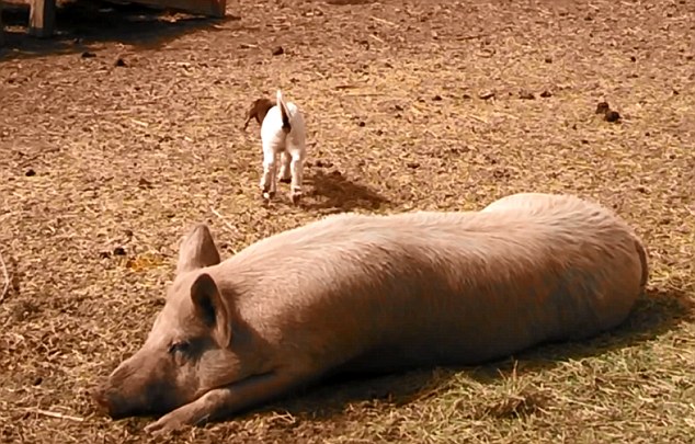 美農場可愛羊羔躍上豬背令人捧腹(組圖)