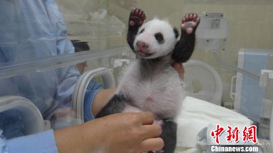 大陸贈臺大熊貓幼仔滿月 小胖妞萌態發威