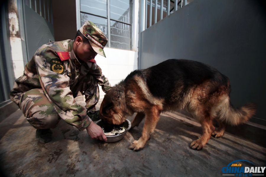 “戰(zhàn)友”的特殊告別：人犬分別的感人瞬間