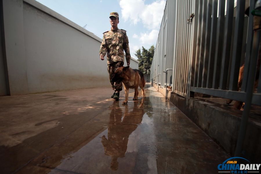 “戰友”的特殊告別：人犬分別的感人瞬間