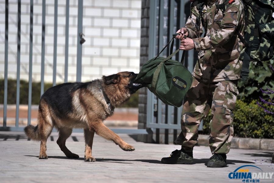“戰(zhàn)友”的特殊告別：人犬分別的感人瞬間