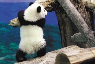 臺北大熊貓“圓仔”受歡迎 臺方盼其長留臺灣