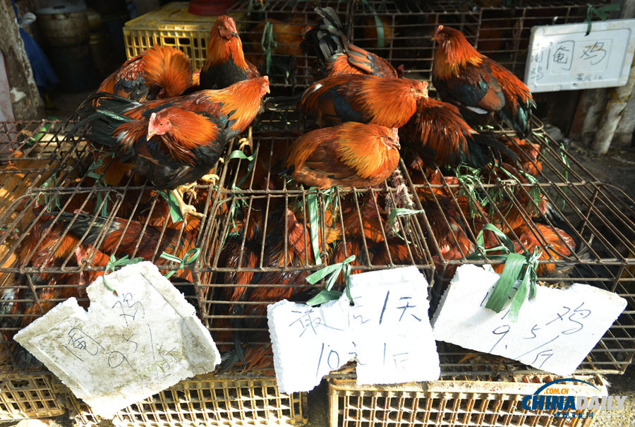 杭州主城區(qū)1月24日零時(shí)起暫停活禽交易