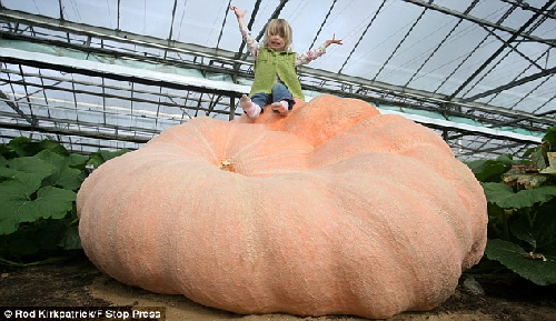 英國超級南瓜749公斤賽過汽車 仍在生長有望破世界紀錄