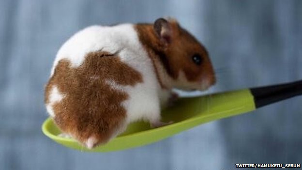 Hamster bottoms become a hit<BR>'倉屁'寫真風靡日本(圖)