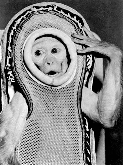 盤點進入太空的動物宇航員：部分英勇殉職(圖)