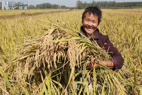 贛榆：金秋時節喜豐收