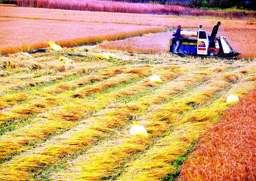 晉祠大米畝產(chǎn)創(chuàng)紀(jì)錄