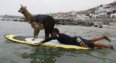 秘魯教練數月精心訓練 羊駝也能劈波斬浪！