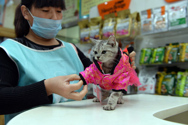 貓經(jīng)濟興起 今天你“吸貓”了嗎？