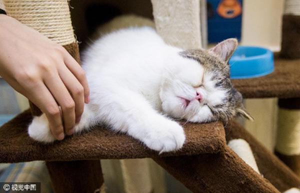 貓經(jīng)濟興起 今天你“吸貓”了嗎？