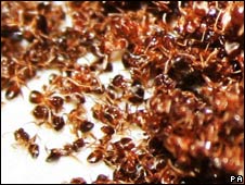 A Lot of / a Lot / Lots 許多