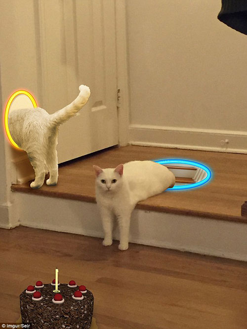 喵星人奇異姿勢(shì)被玩壞 網(wǎng)友瘋狂PS（組圖）