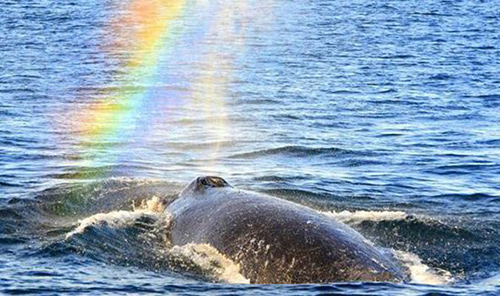 Whale blowing a rainbow<BR>鯨魚噴水空中現彩虹(圖)