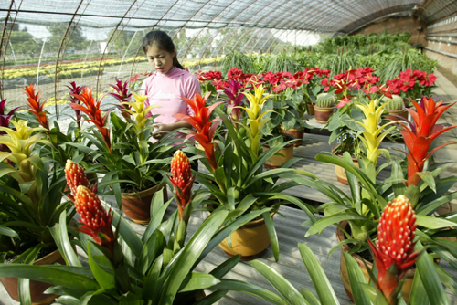 Shunyi's international flower base leads China's flower industry