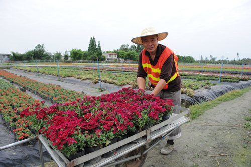 Flower production base promotes farmers' income.