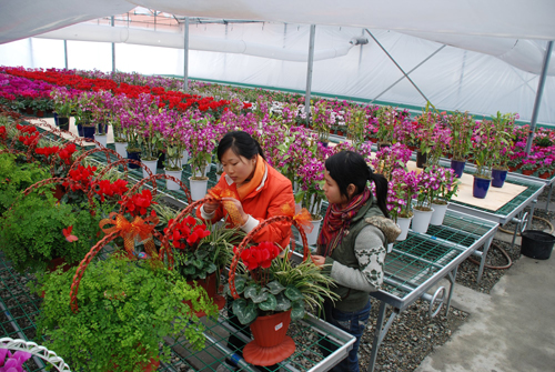 Flower production base promotes farmers' income.